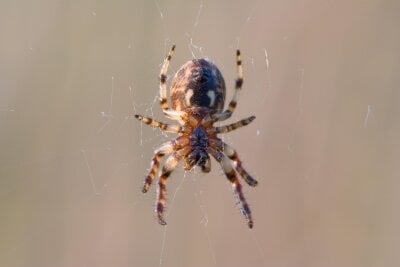 En edderkopp som henger i spindelvevet sitt