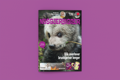 Forsiden Nysgjerrigper 2-2019 med bilde av en bjørn og teksten Slik overlever brunbjørner lenger