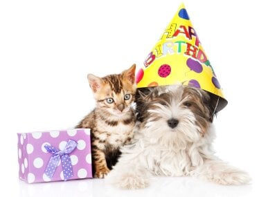 En hund med bursdagshatt og en katt med en gave foran seg. 