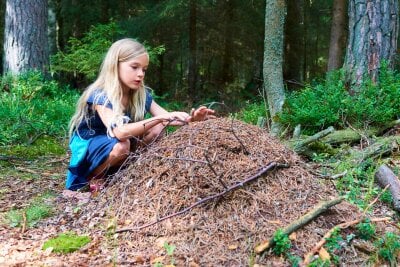 En jente studerer en maurtue ute i skogen.
