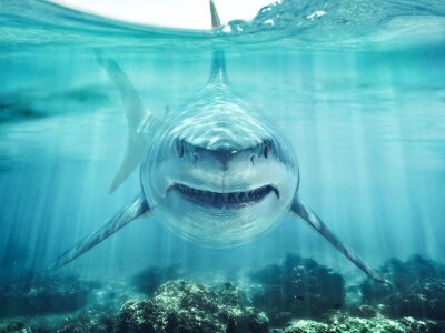 Hai svømmer mot deg med tennene synlig