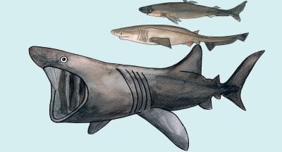 Tegning av tre ulike haiarter