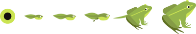 Illustrasjon av froskens utvikling fra froskeegg til rumpetroll til ferdig frosk
