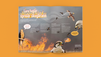 Artikkel med bilder av fugler som sprer skogbrann med oransje bakgrunn