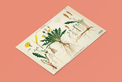 Plakat som viser gammel skolplansje med planten løvetann