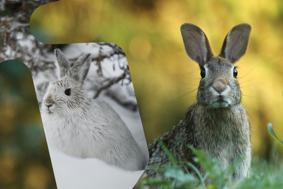 Hare om vinteren kombinert med hare om sommeren