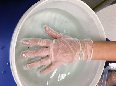 Hånd med plasthanske i balje med vann