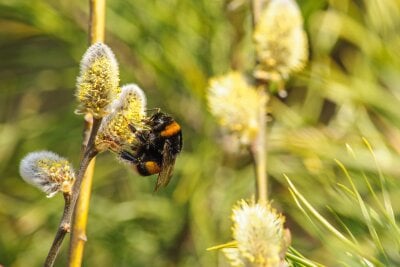 En humle samler pollen fra en gåsunge på et Seljetre